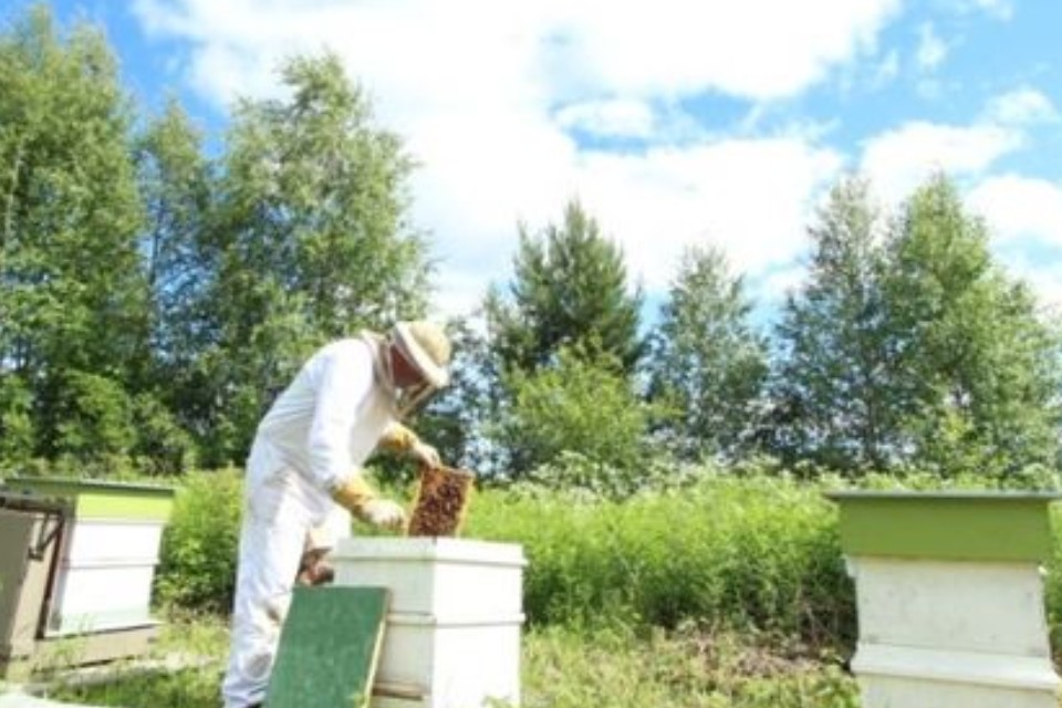 mehiläishoitoa